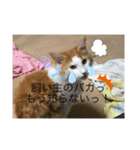 あさおうコミュニケーションダーーーー（個別スタンプ：8）