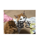 あさおうコミュニケーションダーーーー（個別スタンプ：15）