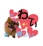 ポメポメちゃん仲間達❶ 2020（個別スタンプ：1）