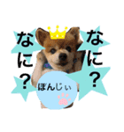 ポメポメちゃん仲間達❶ 2020（個別スタンプ：11）