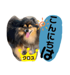ポメポメちゃん仲間達❶ 2020（個別スタンプ：14）