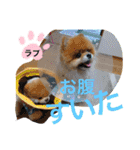 ポメポメちゃん仲間達❶ 2020（個別スタンプ：23）