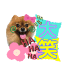 ポメポメちゃん仲間達❶ 2020（個別スタンプ：24）