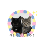 ごまむぎ2（個別スタンプ：4）