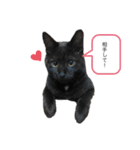 ごまむぎ2（個別スタンプ：6）