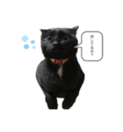 ごまむぎ2（個別スタンプ：12）