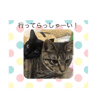 ごまむぎ2（個別スタンプ：13）