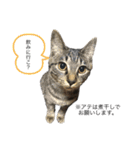 ごまむぎ2（個別スタンプ：14）