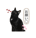 ごまむぎ2（個別スタンプ：15）