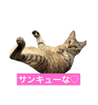 みるく。（個別スタンプ：23）