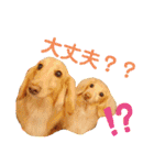 HaruTsuruDaru（個別スタンプ：7）