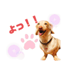HaruTsuruDaru（個別スタンプ：14）
