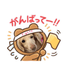 HaruTsuruDaru（個別スタンプ：37）