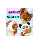 愛する猫たち ベンガル スコ エキゾチック（個別スタンプ：1）