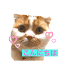 愛する猫たち ベンガル スコ エキゾチック（個別スタンプ：3）