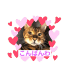 愛する猫たち ベンガル スコ エキゾチック（個別スタンプ：4）