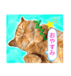 愛する猫たち ベンガル スコ エキゾチック（個別スタンプ：5）