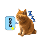 愛する猫たち ベンガル スコ エキゾチック（個別スタンプ：6）