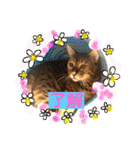 愛する猫たち ベンガル スコ エキゾチック（個別スタンプ：8）