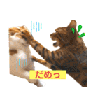 愛する猫たち ベンガル スコ エキゾチック（個別スタンプ：9）