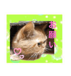 愛する猫たち ベンガル スコ エキゾチック（個別スタンプ：10）