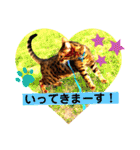 愛する猫たち ベンガル スコ エキゾチック（個別スタンプ：12）