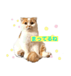 愛する猫たち ベンガル スコ エキゾチック（個別スタンプ：13）