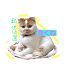 愛する猫たち ベンガル スコ エキゾチック（個別スタンプ：14）
