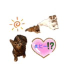 愛する猫たち ベンガル スコ エキゾチック（個別スタンプ：15）