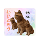 愛する猫たち ベンガル スコ エキゾチック（個別スタンプ：16）