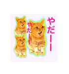 愛する猫たち ベンガル スコ エキゾチック（個別スタンプ：17）