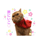 愛する猫たち ベンガル スコ エキゾチック（個別スタンプ：18）