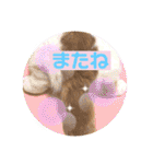 愛する猫たち ベンガル スコ エキゾチック（個別スタンプ：19）
