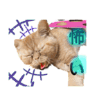 愛する猫たち ベンガル スコ エキゾチック（個別スタンプ：20）