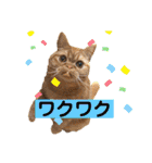 愛する猫たち ベンガル スコ エキゾチック（個別スタンプ：21）