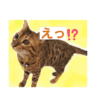 愛する猫たち ベンガル スコ エキゾチック（個別スタンプ：24）