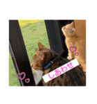 愛する猫たち ベンガル スコ エキゾチック（個別スタンプ：25）