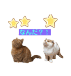 愛する猫たち ベンガル スコ エキゾチック（個別スタンプ：28）