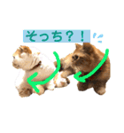 愛する猫たち ベンガル スコ エキゾチック（個別スタンプ：29）