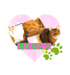 愛する猫たち ベンガル スコ エキゾチック（個別スタンプ：31）