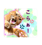 愛する猫たち ベンガル スコ エキゾチック（個別スタンプ：32）