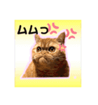 愛する猫たち ベンガル スコ エキゾチック（個別スタンプ：33）