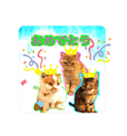 愛する猫たち ベンガル スコ エキゾチック（個別スタンプ：34）