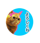 愛する猫たち ベンガル スコ エキゾチック（個別スタンプ：35）