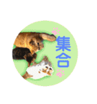 愛する猫たち ベンガル スコ エキゾチック（個別スタンプ：36）