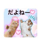 愛する猫たち ベンガル スコ エキゾチック（個別スタンプ：37）