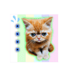 愛する猫たち ベンガル スコ エキゾチック（個別スタンプ：39）