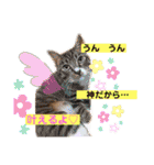 愛する猫たち ベンガル スコ エキゾチック（個別スタンプ：40）