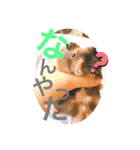 おみそ♡おこめ♡おとふ（個別スタンプ：2）