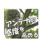 サロベツ原野のエゾフクロウ01（個別スタンプ：1）
